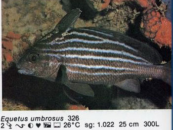 Equetus umbrosus
